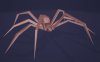 [低模] 蜘蛛 纸模型图纸